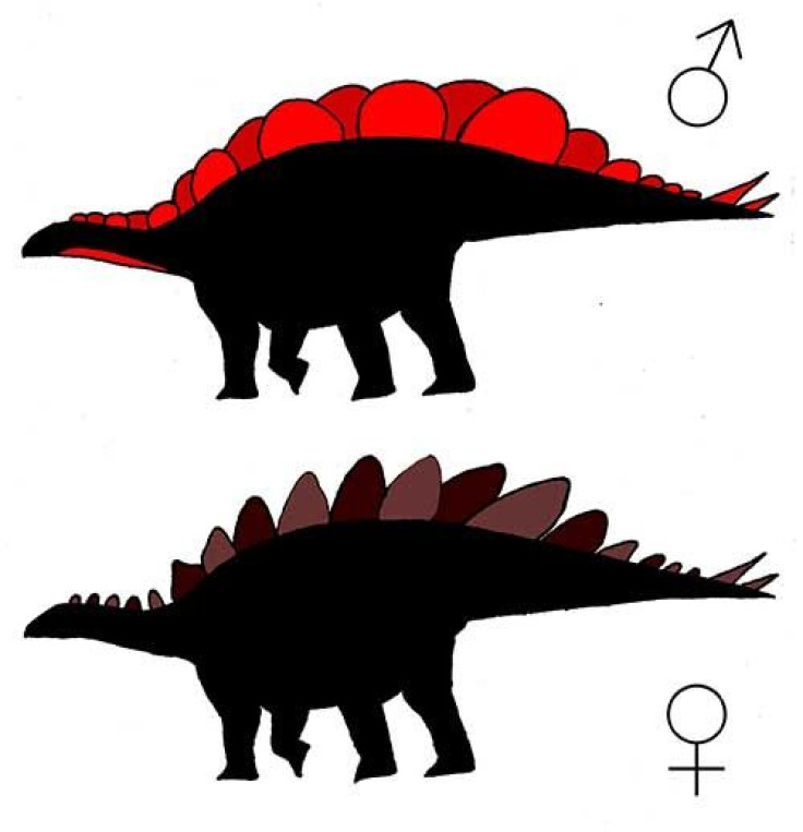 stegosaurus2