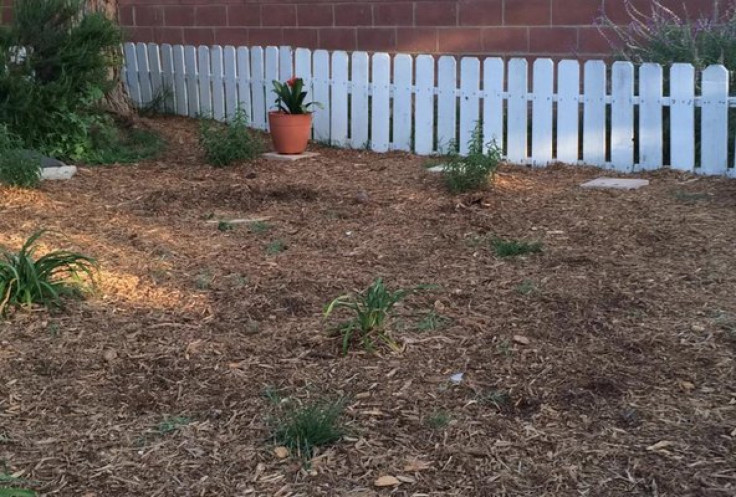 california-drought-landscapers-cash-in-on-lawn-removal-rebates