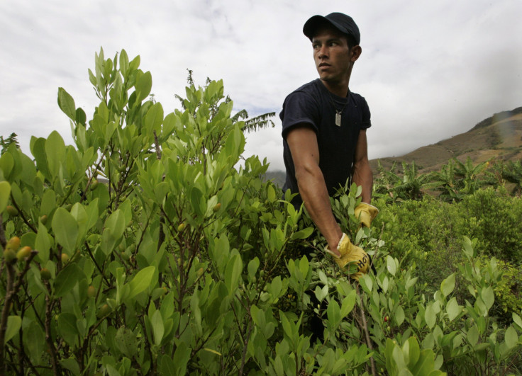 Coca plantation