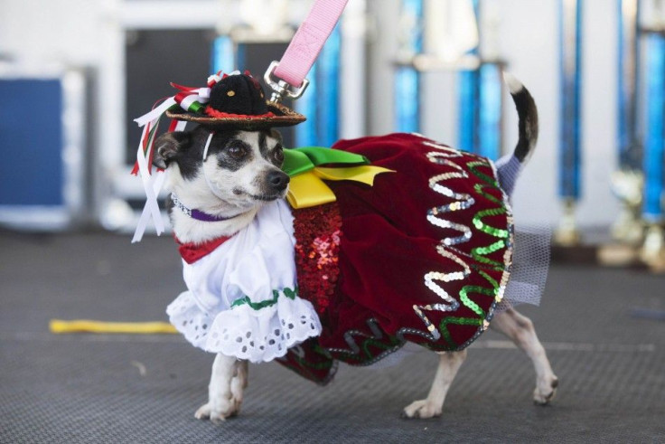 cinco-de-mayo