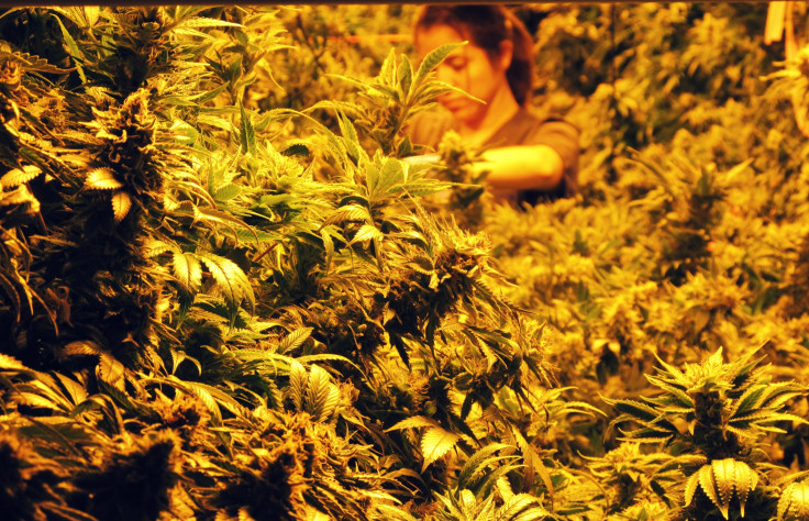 mj grower touch