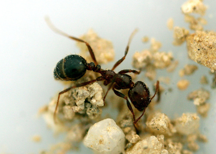 Ant Species
