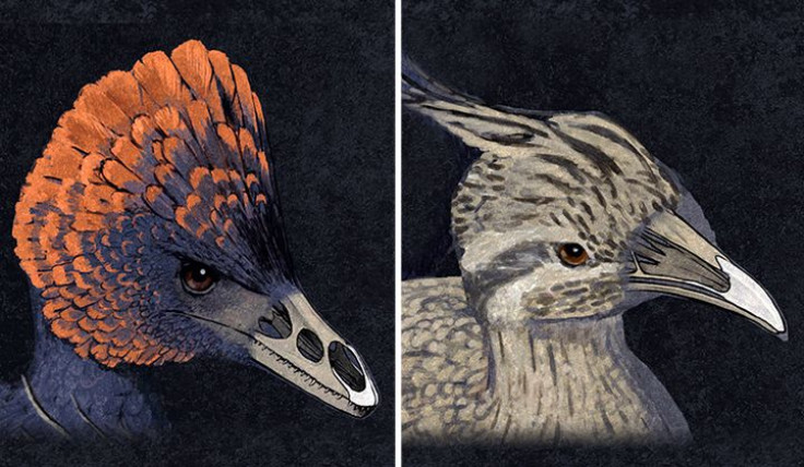 bird-beak-dinosaur-snout