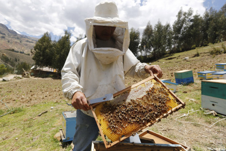 Bee Colony Collapse Report
