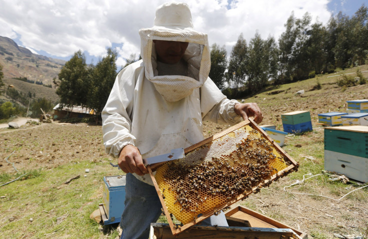 Bee Colony Collapse Report