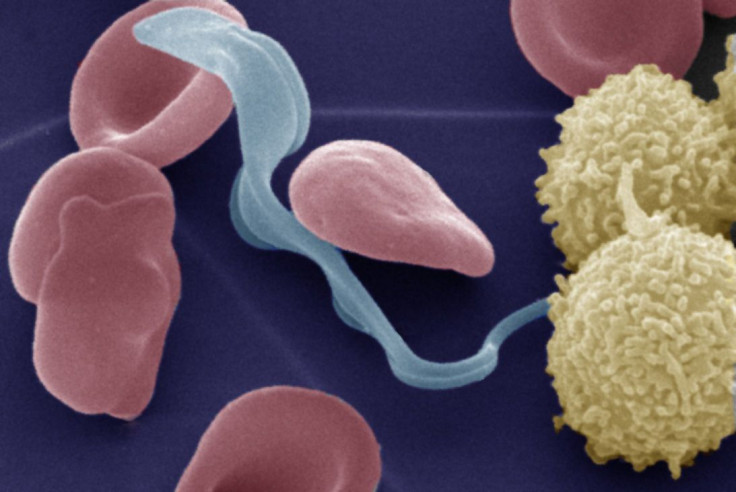 Trypanosoma_parasiteblood_cells