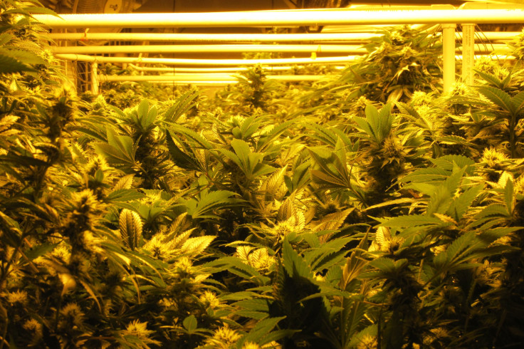 Cannabis Cultivation