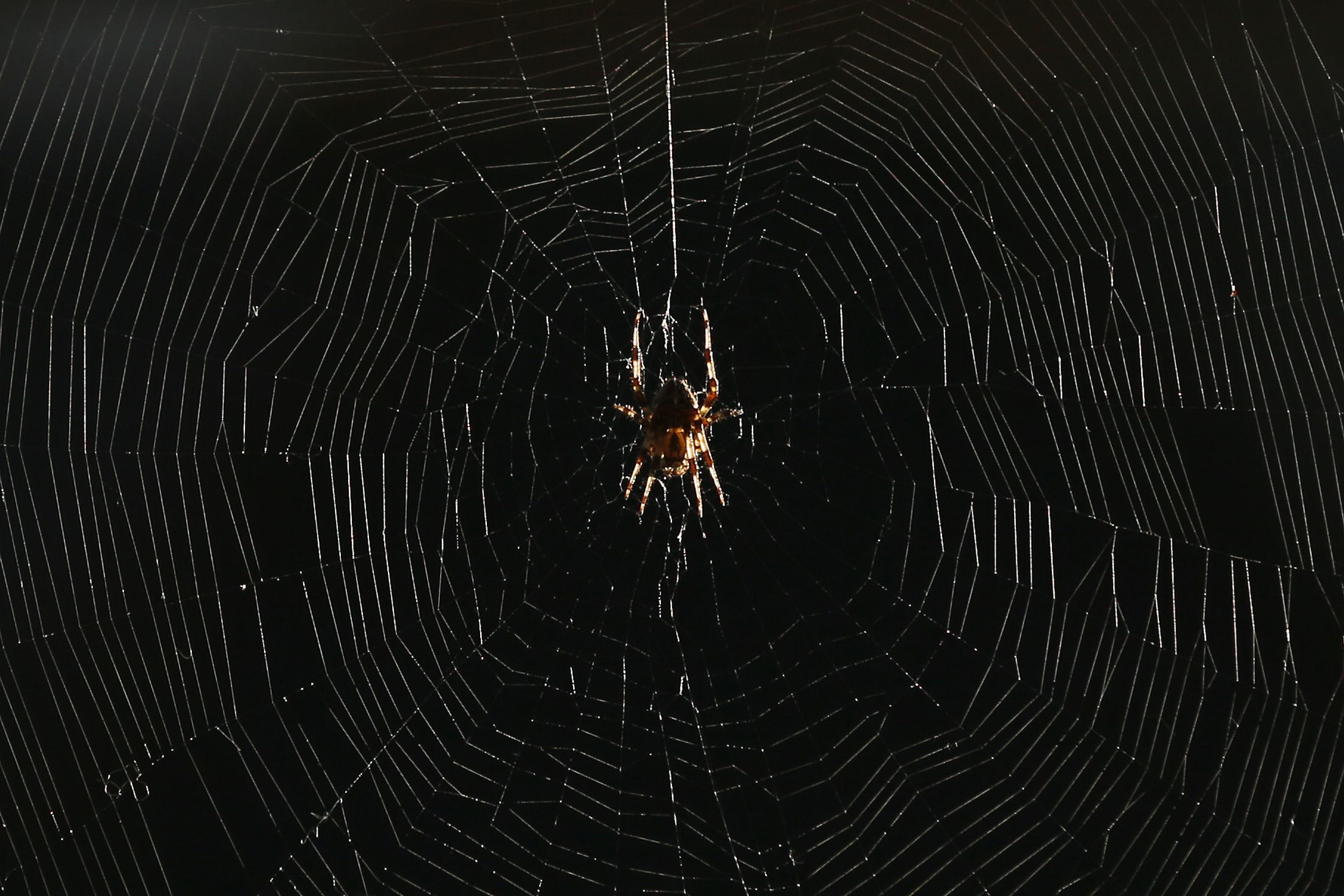 Spiders rain down on Australian town 