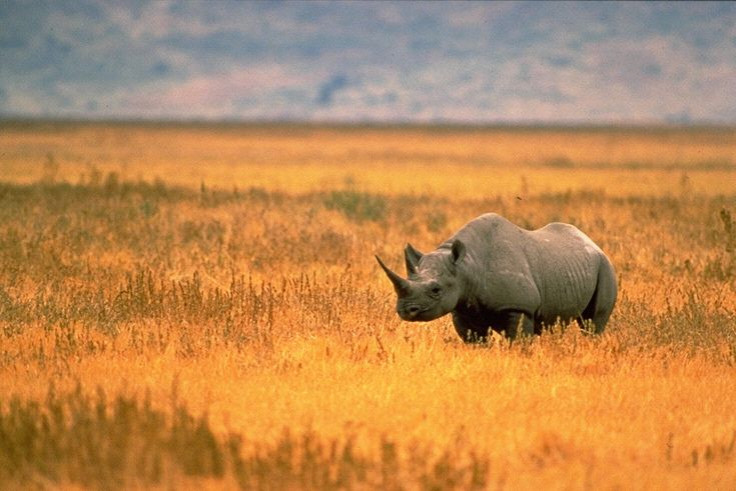 rhino