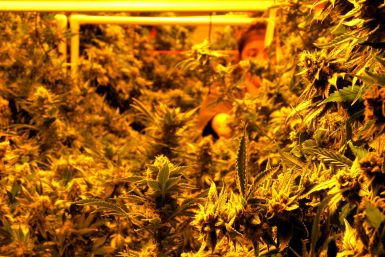 marijuana grower close touch