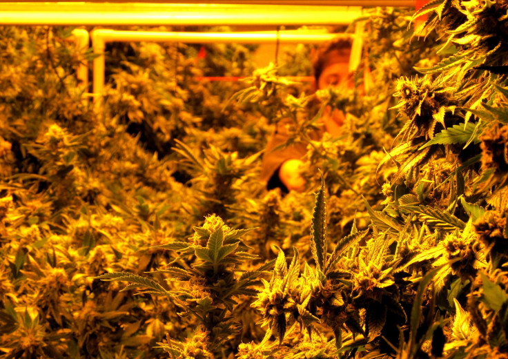 marijuana grower close touch