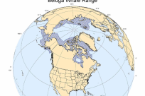 Beluga Whale Range