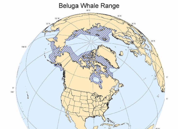 Beluga Whale Range