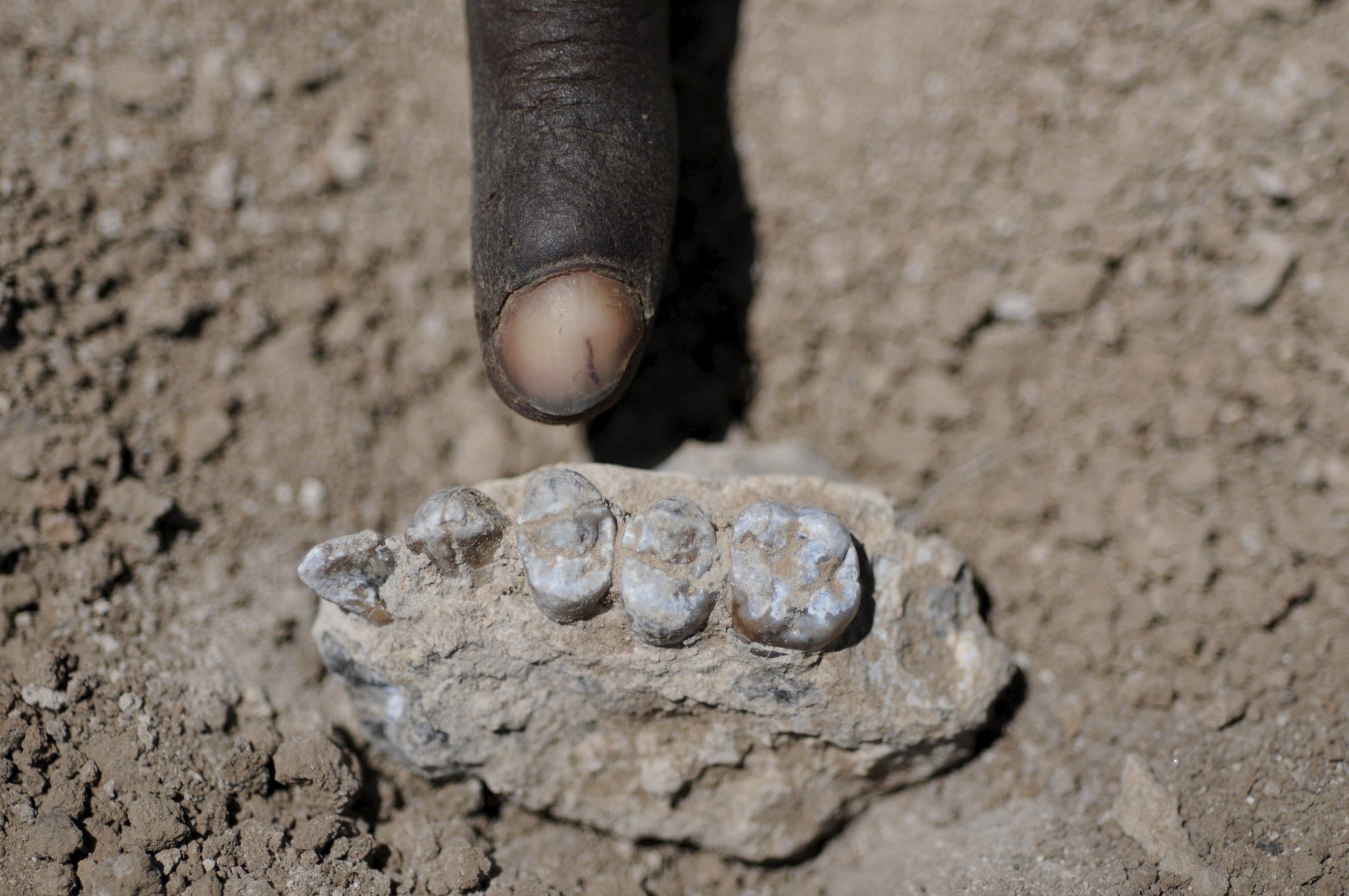 Найден новый вид. Australopithecus deyiremeda. Кремниевые люди фото.