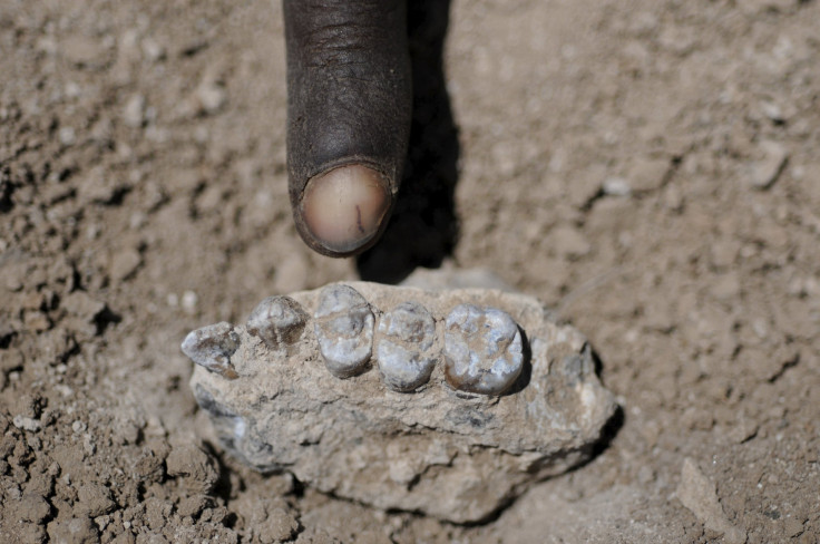 new human ancestor1