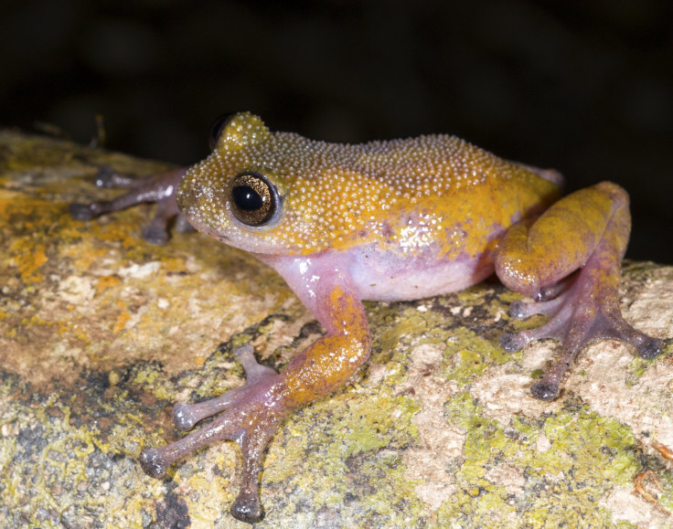 Color-Changing Thorny Frog