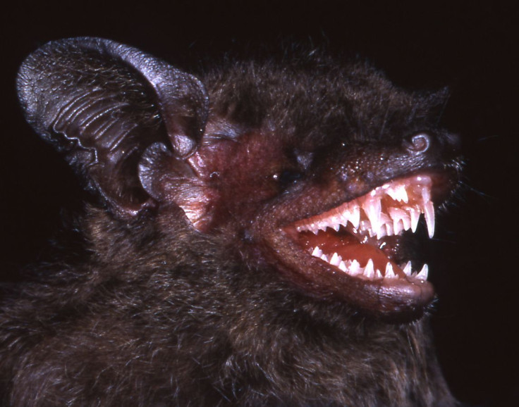 Long-Fanged Bat