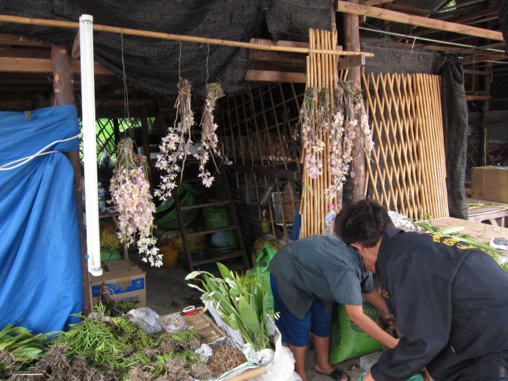 Orchid trade at Chatuchak Market