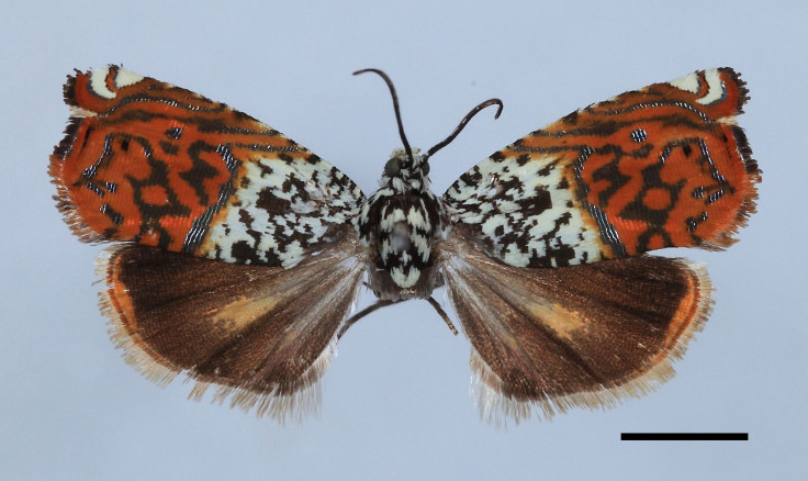 Thai 'Princess' Moth