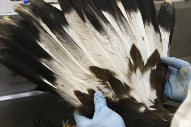 Native America Feather