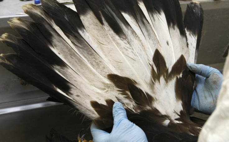 Native America Feather