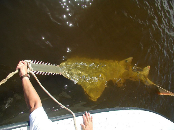 Sawfish-VirginBirths 