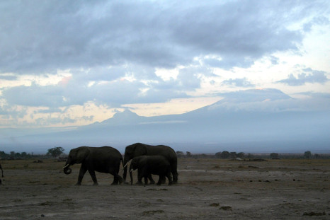 Africa Elephants Poachers, Anti-Poaching Groups 