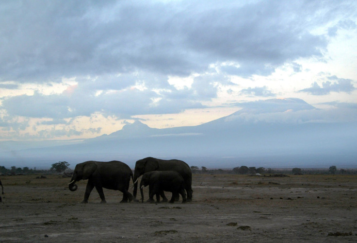 Africa Elephants Poachers, Anti-Poaching Groups 