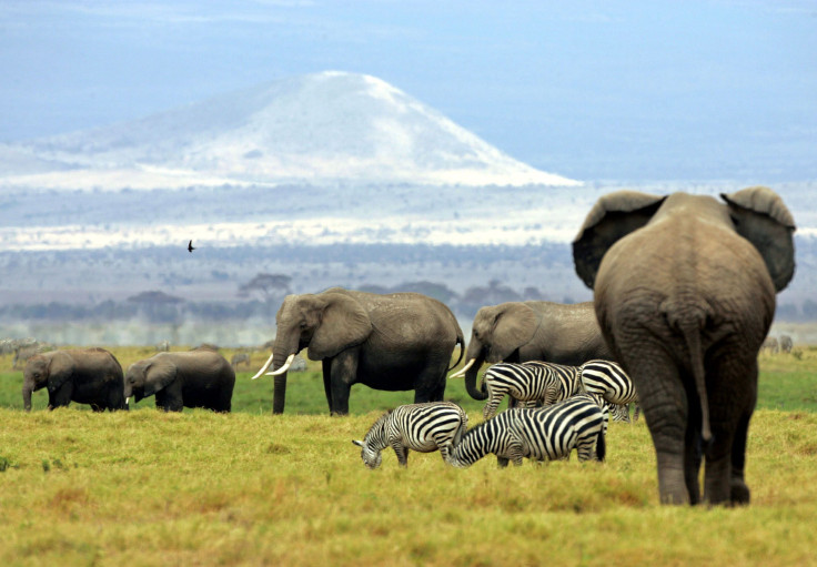 Elephants