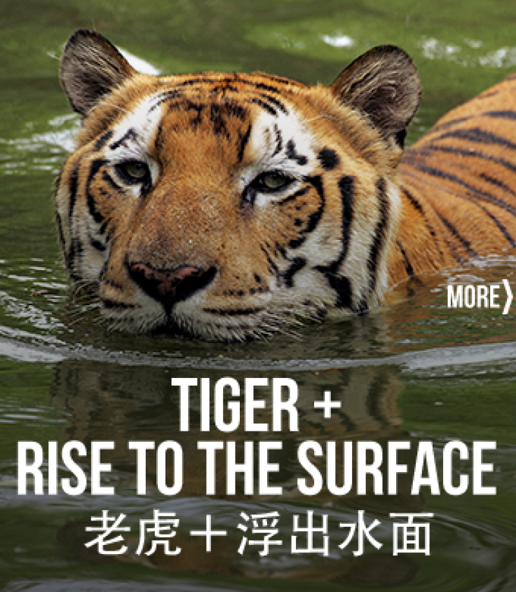 Weibo censorship Tiger