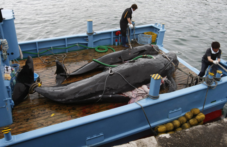 captured whale