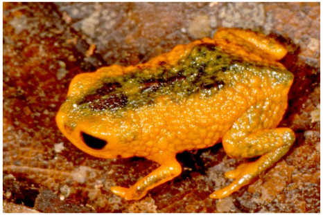 new-species-frog