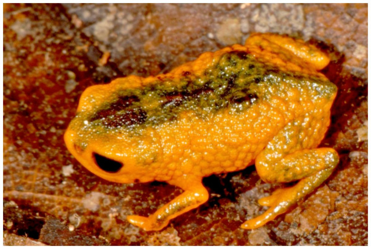 new-species-frog
