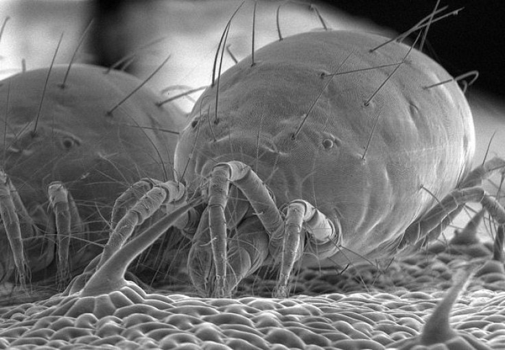 Spider mite