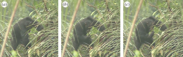 chimpanzee drinking