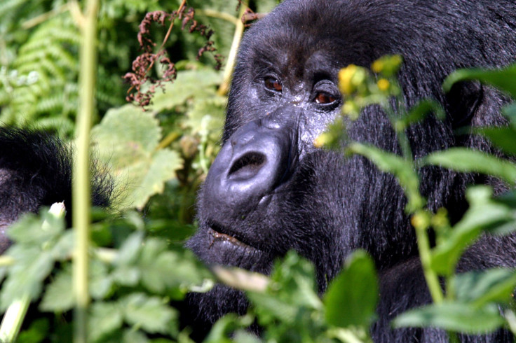 Gorilla Virunga National Park Democratic Republic of Congo