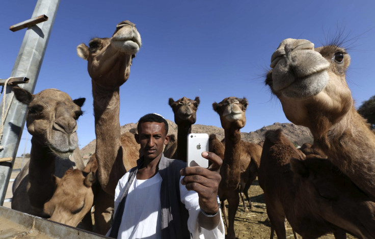 Camel Selfie