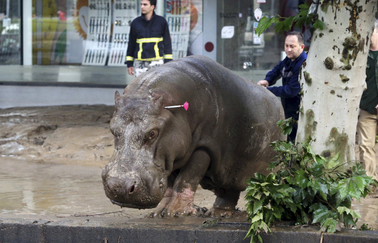 Tbilisi zoo escape