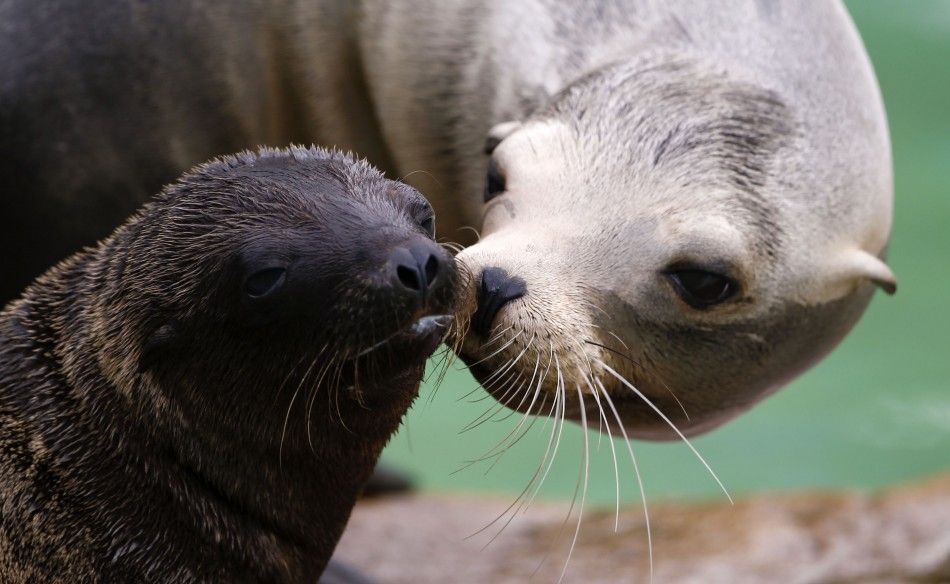 California sea lion Doro nuzzles her two-month-old baby Gina in their enclosure during their official presentation at Berlin Zoo