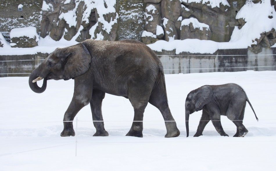 African elephant calf Tuluba follows his mother Numbi in their enclosure in Schoenbrunn zoo in Vienna