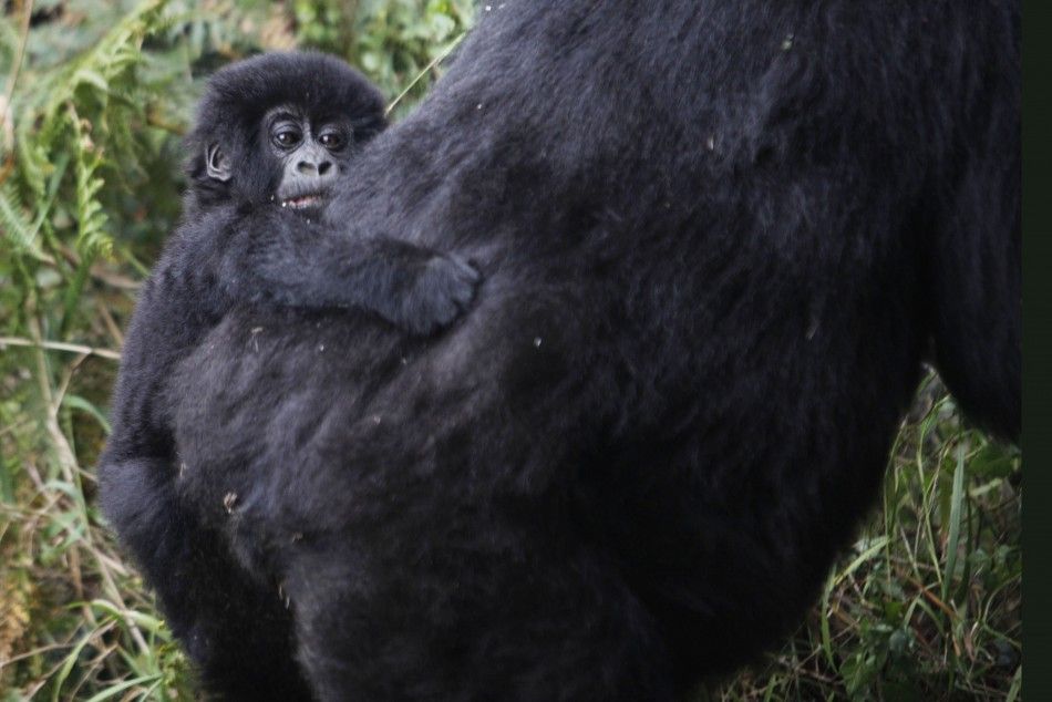 A mountain gorilla from the Kabirizi family clings to its mother in Virunga National Park in eastern Congo