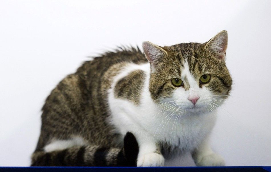 A cat called Larry is photographed in Battersea Dogs and Cats Home, before being taken to Downing Street, in London