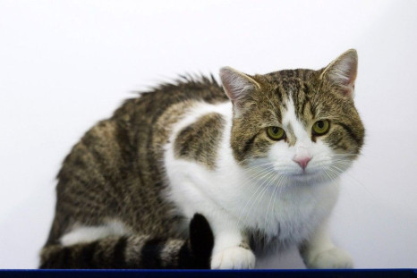 A cat called Larry is photographed in Battersea Dogs and Cats Home, before being taken to Downing Street, in London