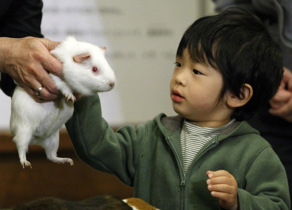Japans Prince Hisahito touches a guinea pig as he visits the Ueno Zoological Gardens in Tokyo