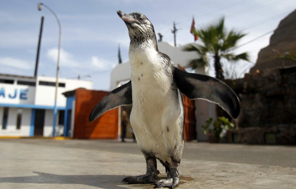 Tomas, a lost Humboldt penguin, walks at the headquarters of the police Salvage Unit in Chorrillos, before it is transferred to a penguin colony on San Lorenzo Island