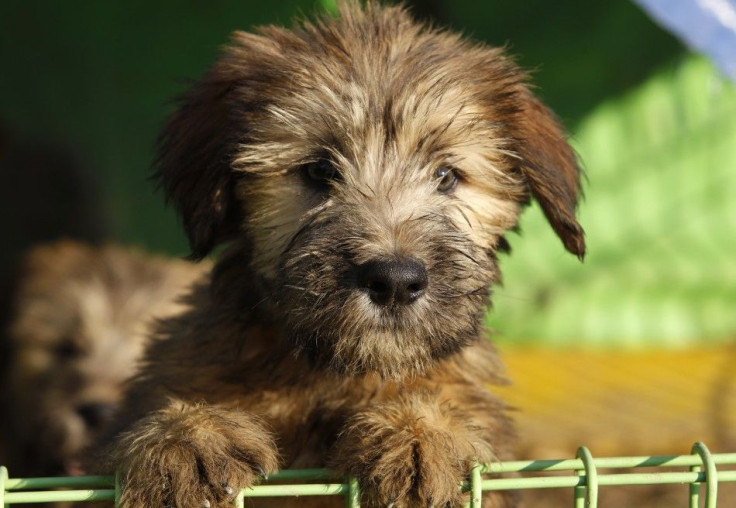 A Sapsaree puppy stands in its cage in Gyeongsan 