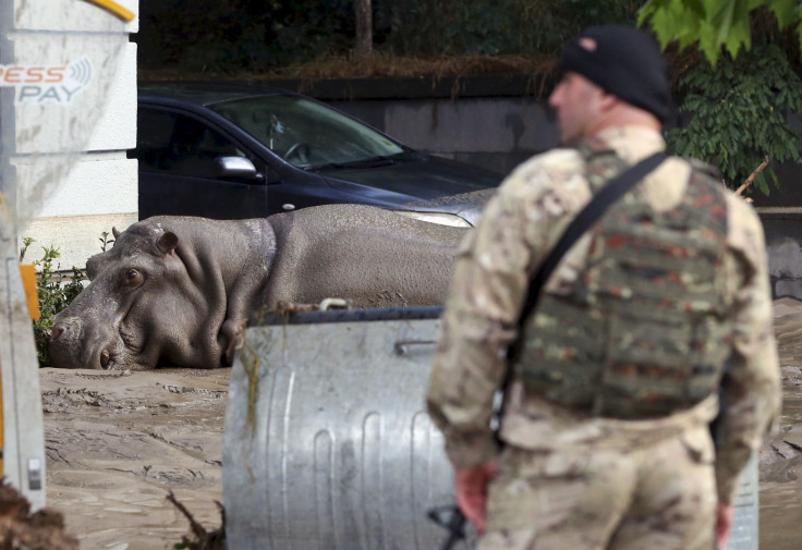 Tbilisi zoo animals escape