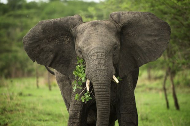 African elephant