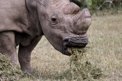 White Rhino Sudan