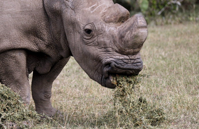 White Rhino Sudan